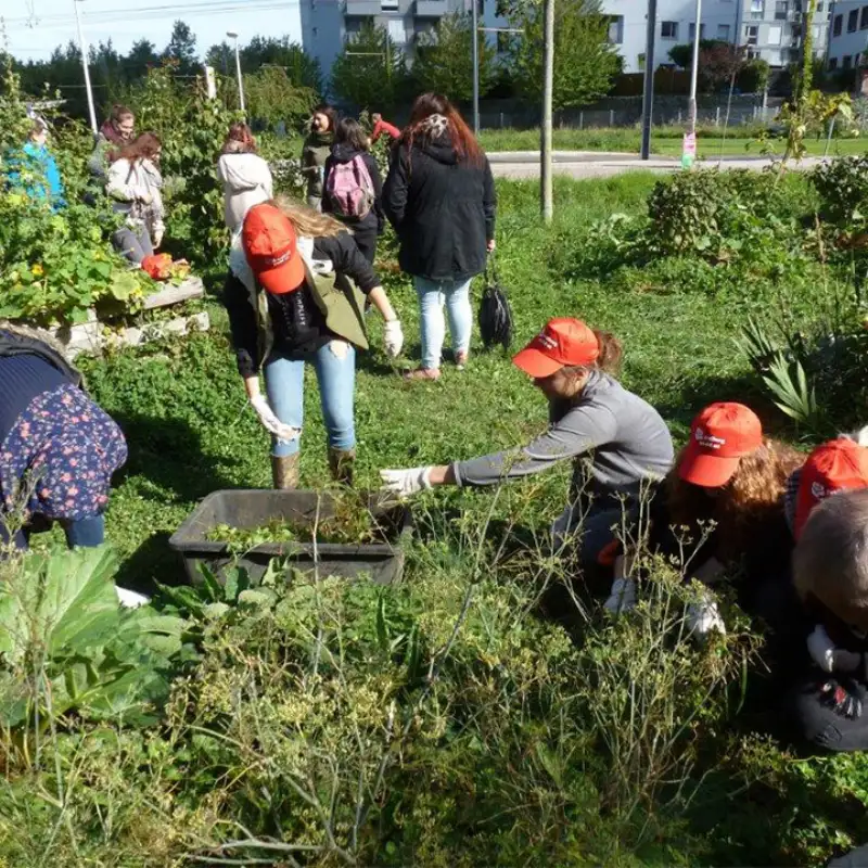 Urban Gardening in Freiburg